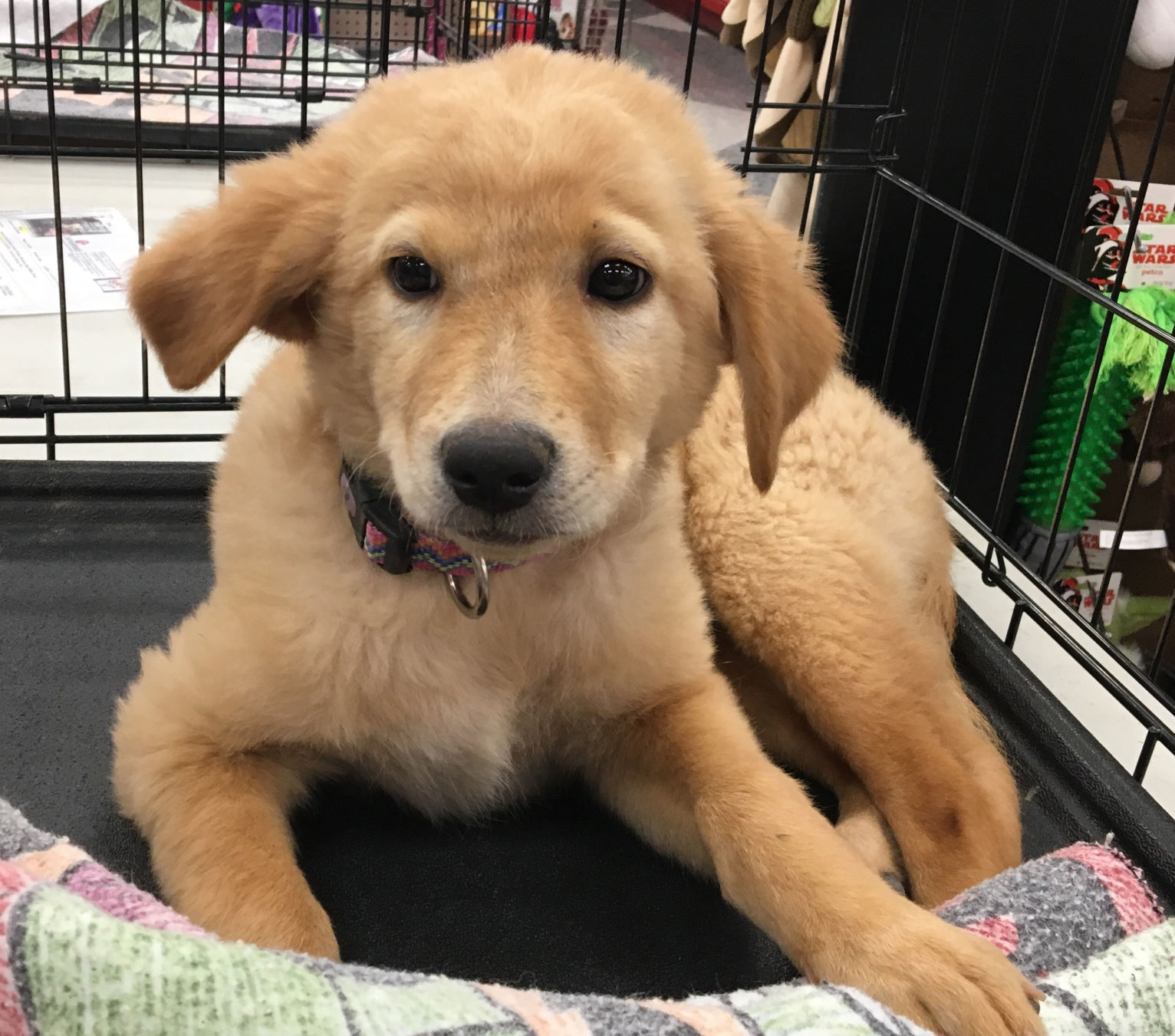 Adopt A Friend: Martha